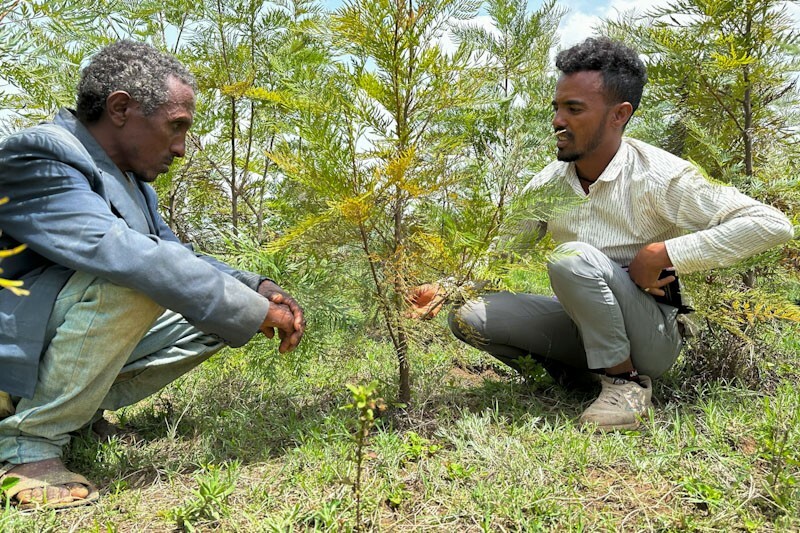 Baumpflanzungen in Fogera: Experte berät Bauern