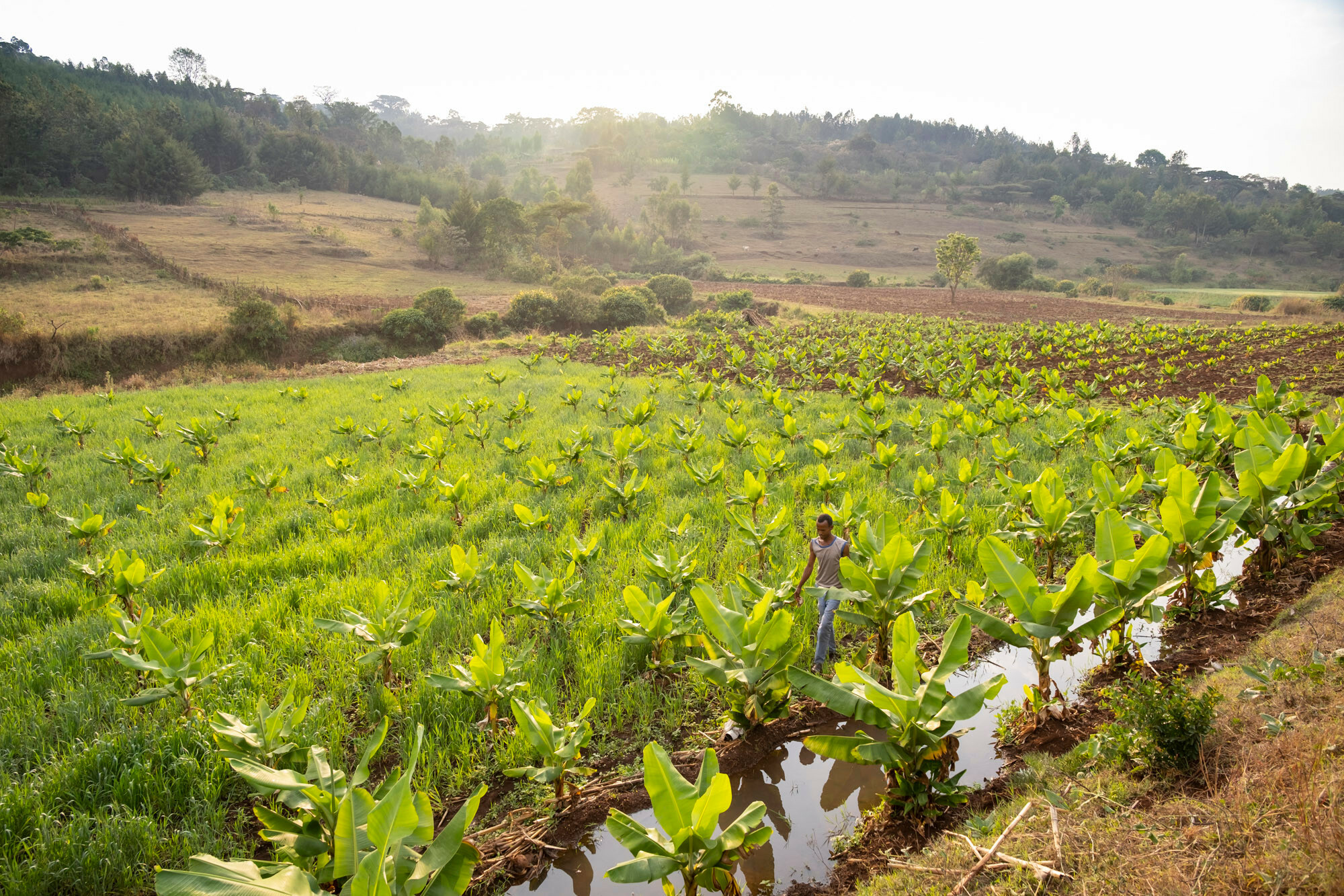 Bepflanztes Feld in Seka Äthiopien