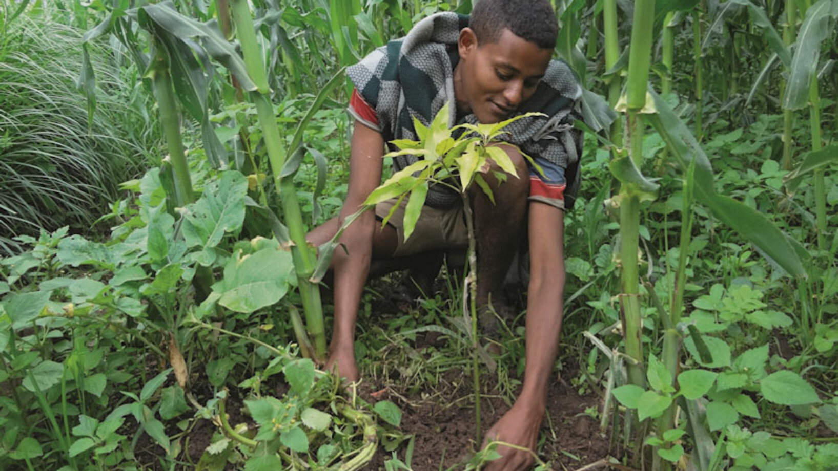Junge pflanzt Baumsetzling in Fogera Äthiopien - Stiftung Menschen für Menschen