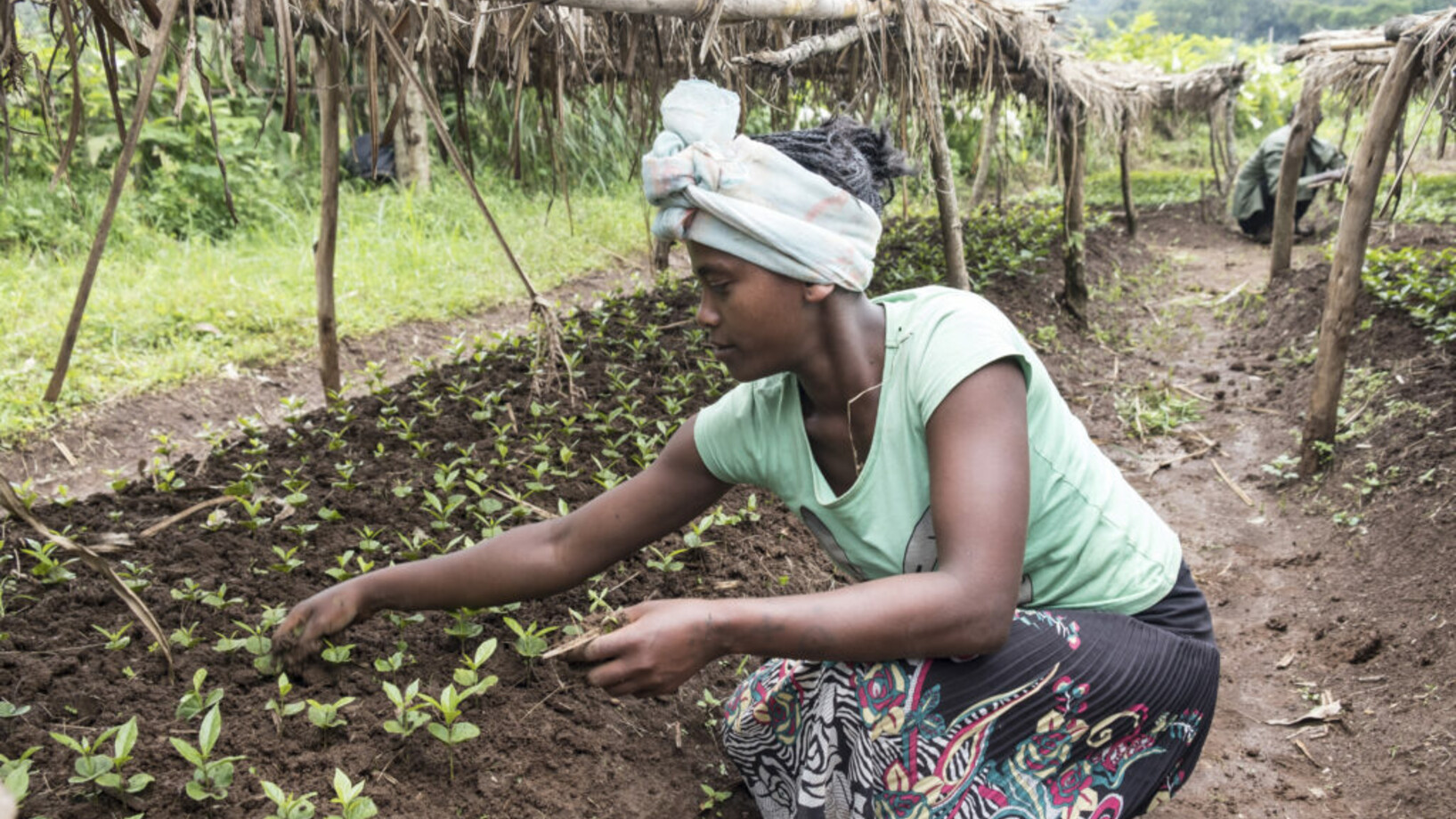 Stiftung Menschen für Menschen pflanzt 1 Million Bäume in Äthiopien