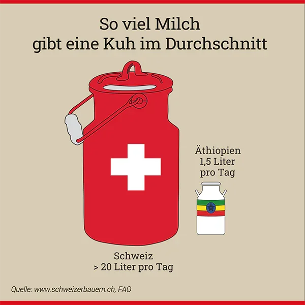 So viel Milch gibt eine Kuh im Durchschnitt