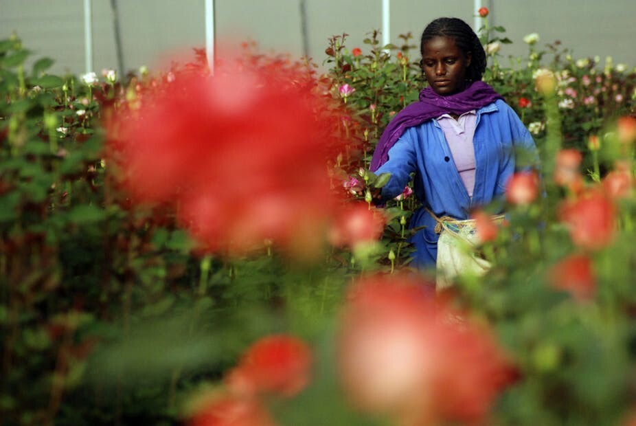 Frau in der Blumenindustrie in Äthiopien (Foto: Mogens Engelund)