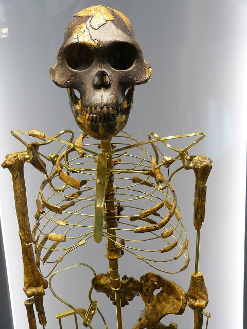 Skelett von Vormensch Lucy