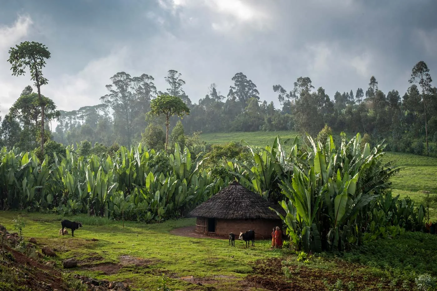 Falsche Banane-Stauden "Ensete" | Stiftung Menschen für Menschen Falsche Banane-Stauden "Ensete"
