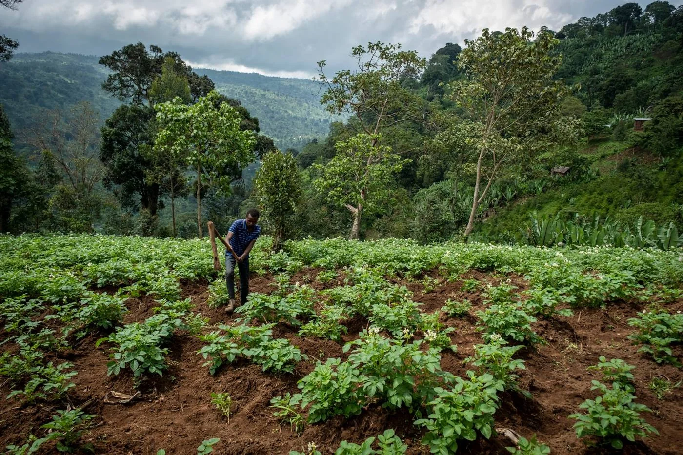 Feld mit Kartoffelpflanzen