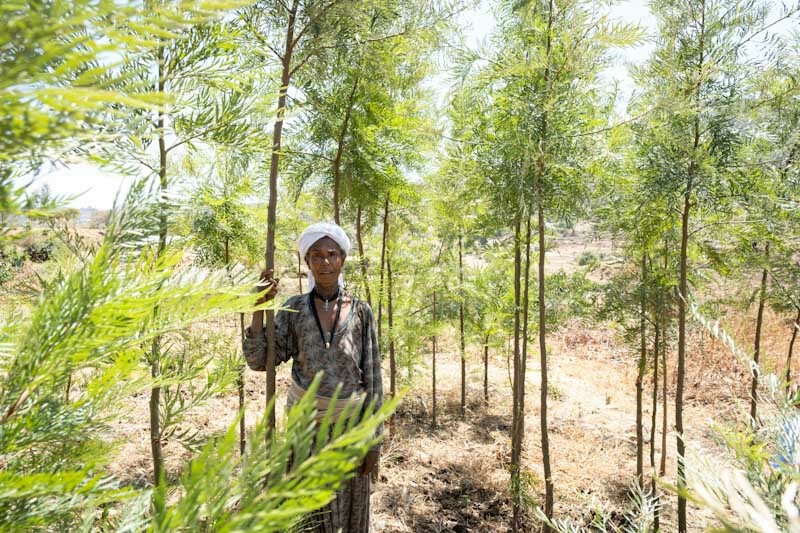 Frau neben Baum in Fogera Äthiopien - Stiftung Menschen für Menschen
