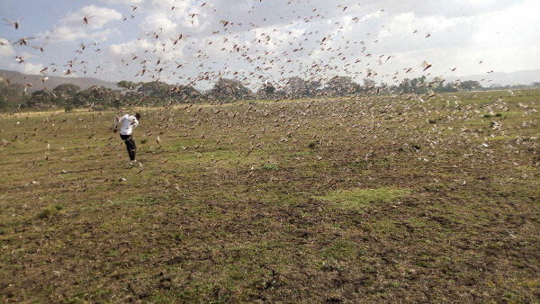 Heuschreckenplage in Abaya Äthiopien Januar 2020