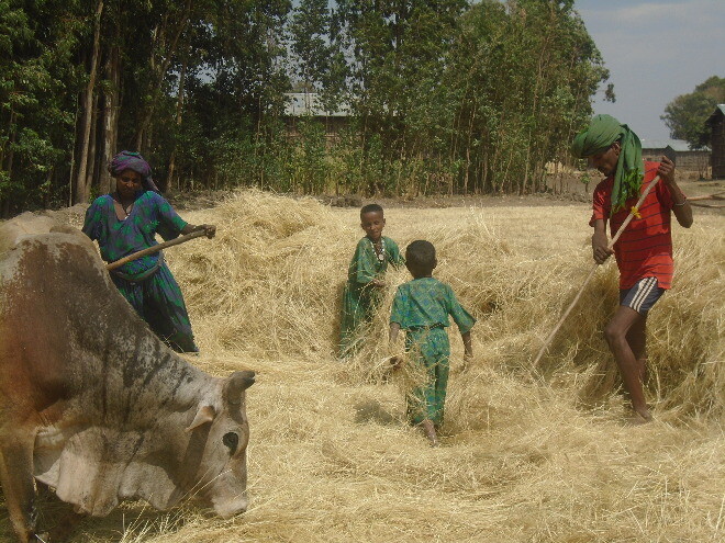 Teff Saatgut für von Flut betroffene Bauernfamilien in Äthiopien - Stiftung Menschen für Menschen