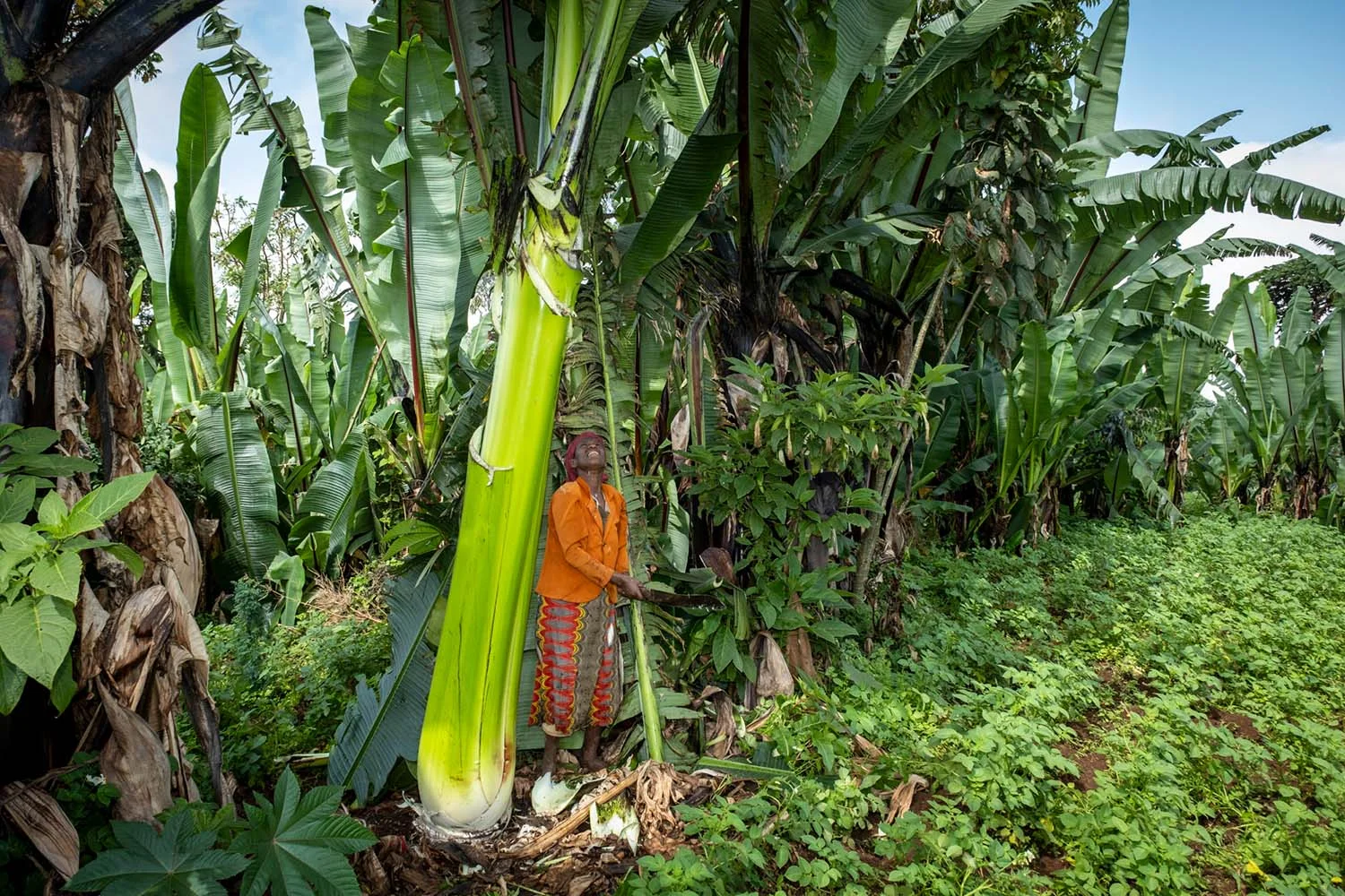 Worke Zeru in ihrem Ensete-Garten in Hambela Wamena in Südäthiopien