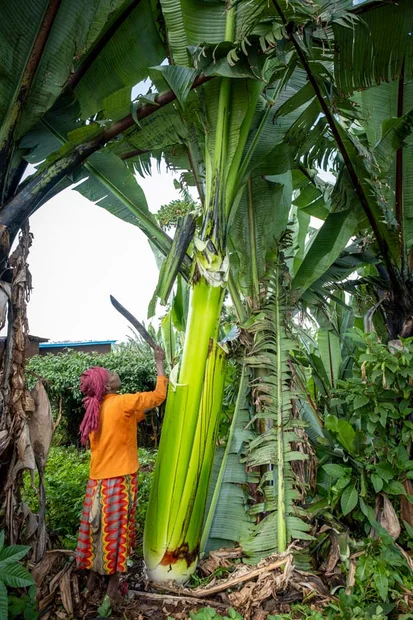 Falsche Banane Ensete