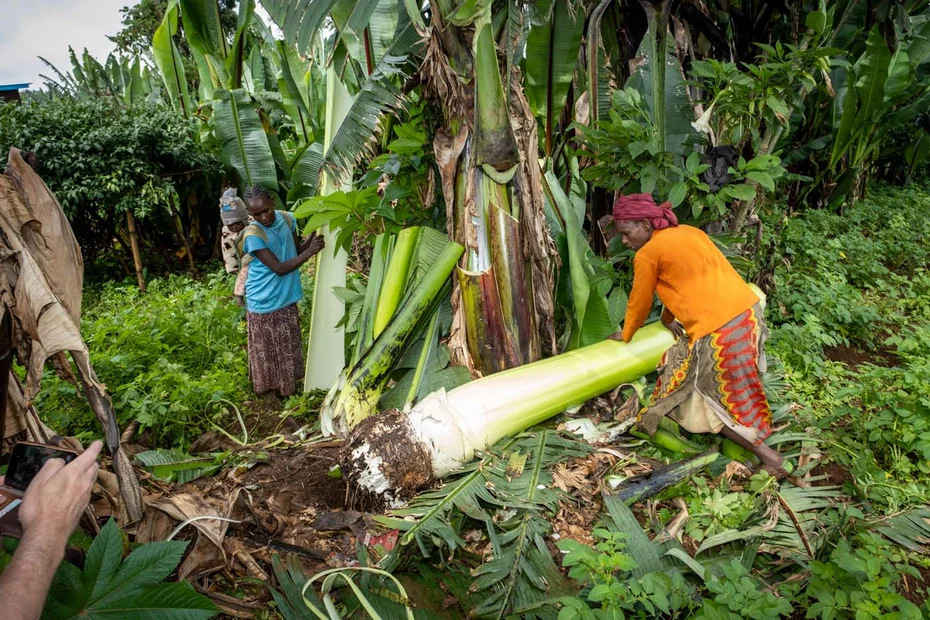 "Ensete"-Staude wird geerntet