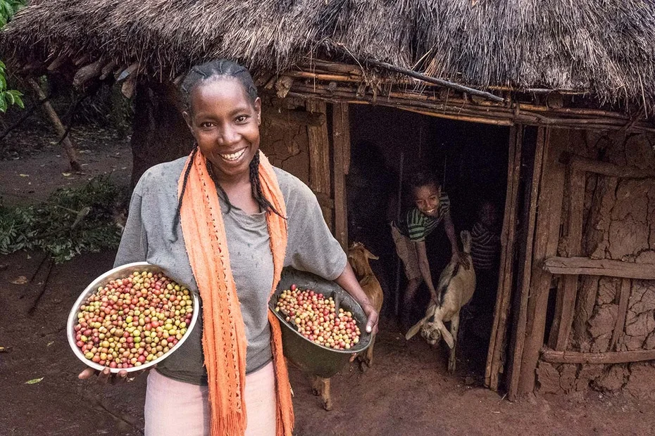 Fikre Demeke präsentiert ihre Kaffeekirschenernte