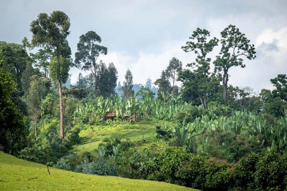 Grüne Landschaft in Raphe, Äthiopien