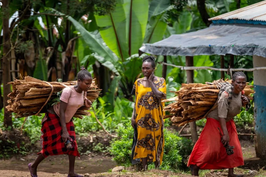 Zwei Frauen transportieren Holzbündel auf ihrem Rücken