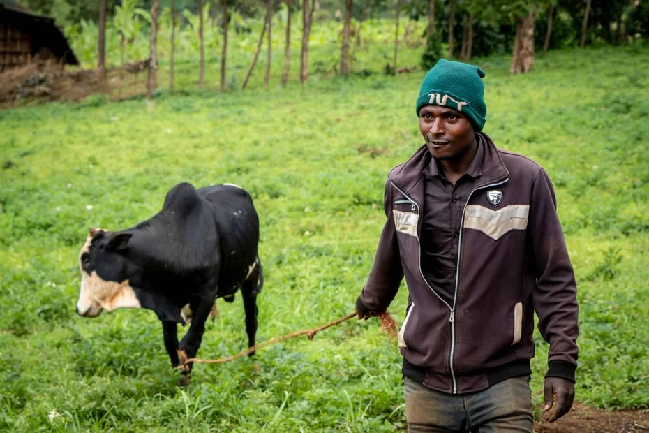 Bauer Addisu mit Ochsen