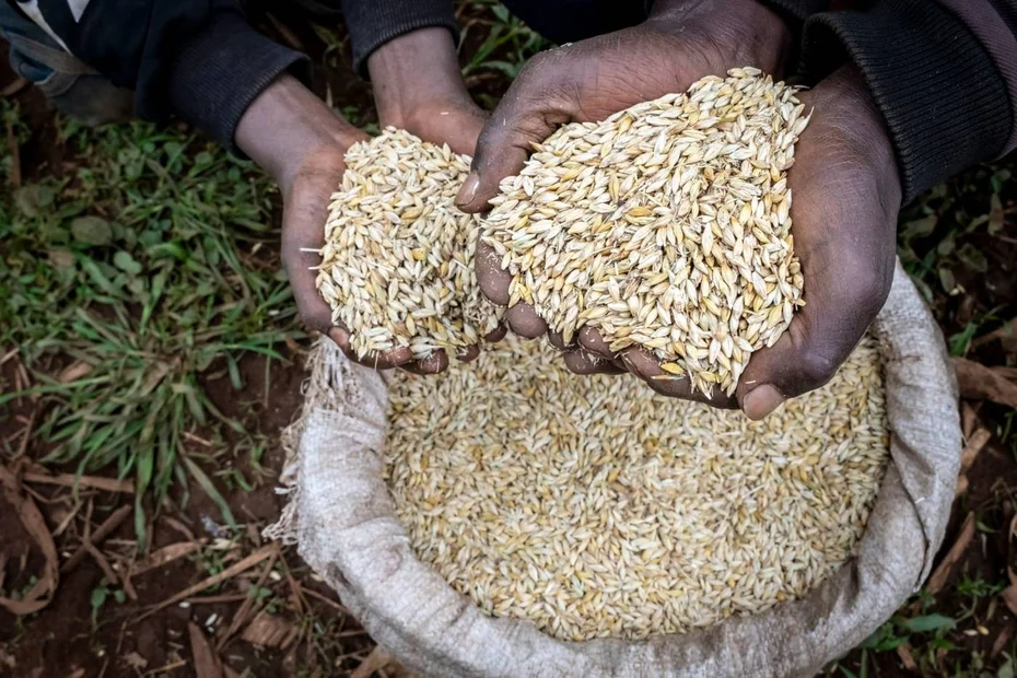 Bauer Addisu zeigt Gerstenkorn