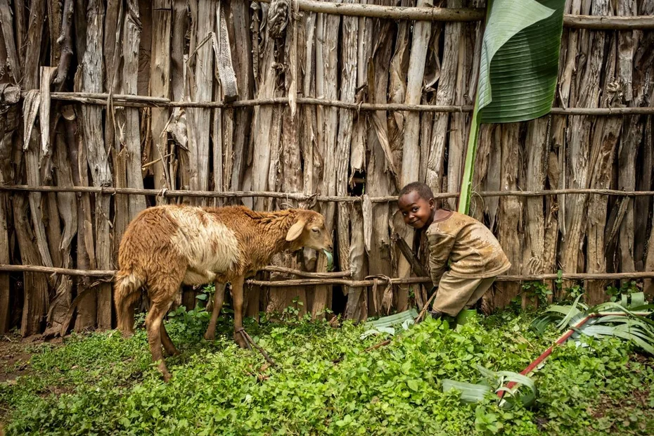 Kind spielt mit einem Schaf