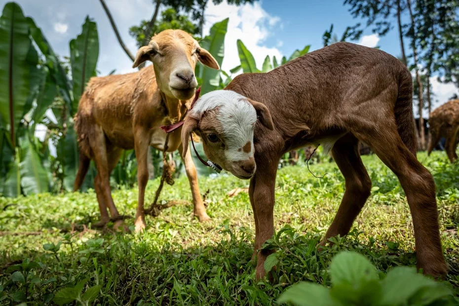 Nahaufnahme von einem Schaf und einem Lamm