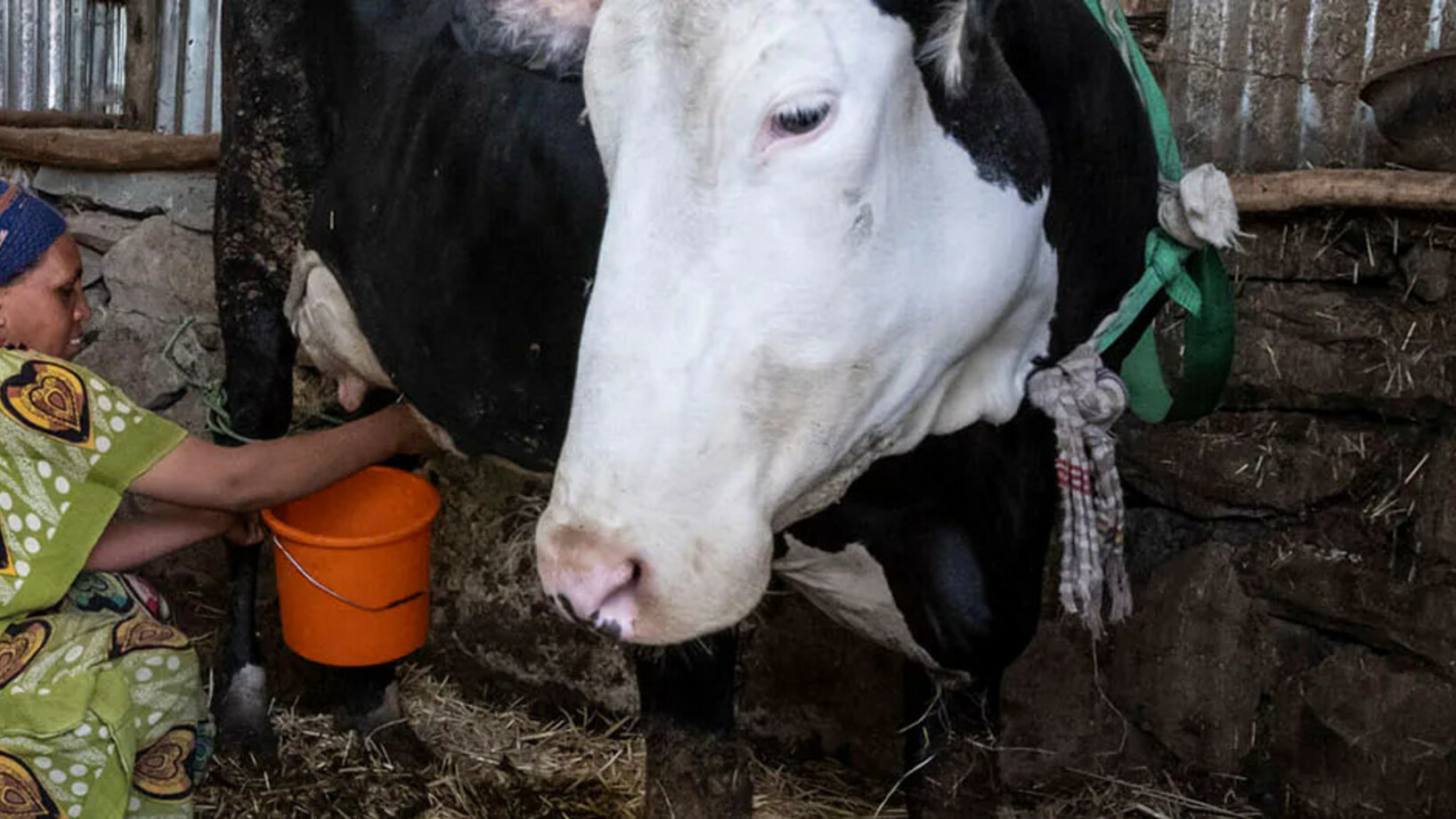 Melken einer Kuh