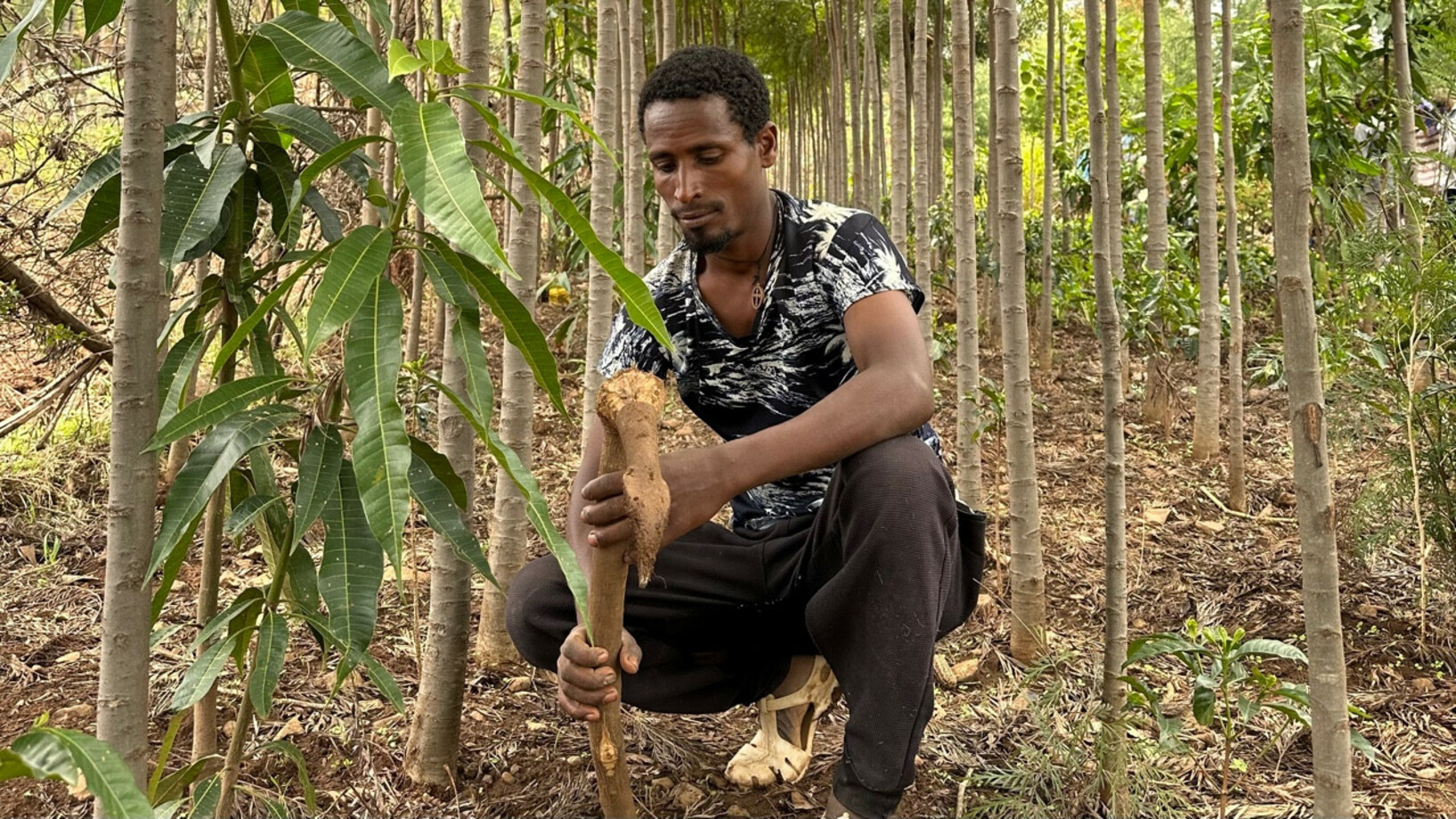 Bauer Abeje Mullie in Fogera, Äthiopien in seiner Agroforstwirtschaft