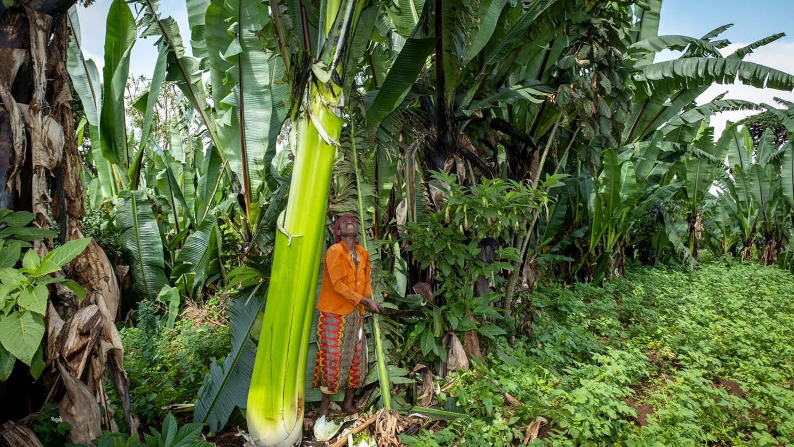 Worke Zeru in ihrem Ensete-Garten in Hambela Wamena in Südäthiopien