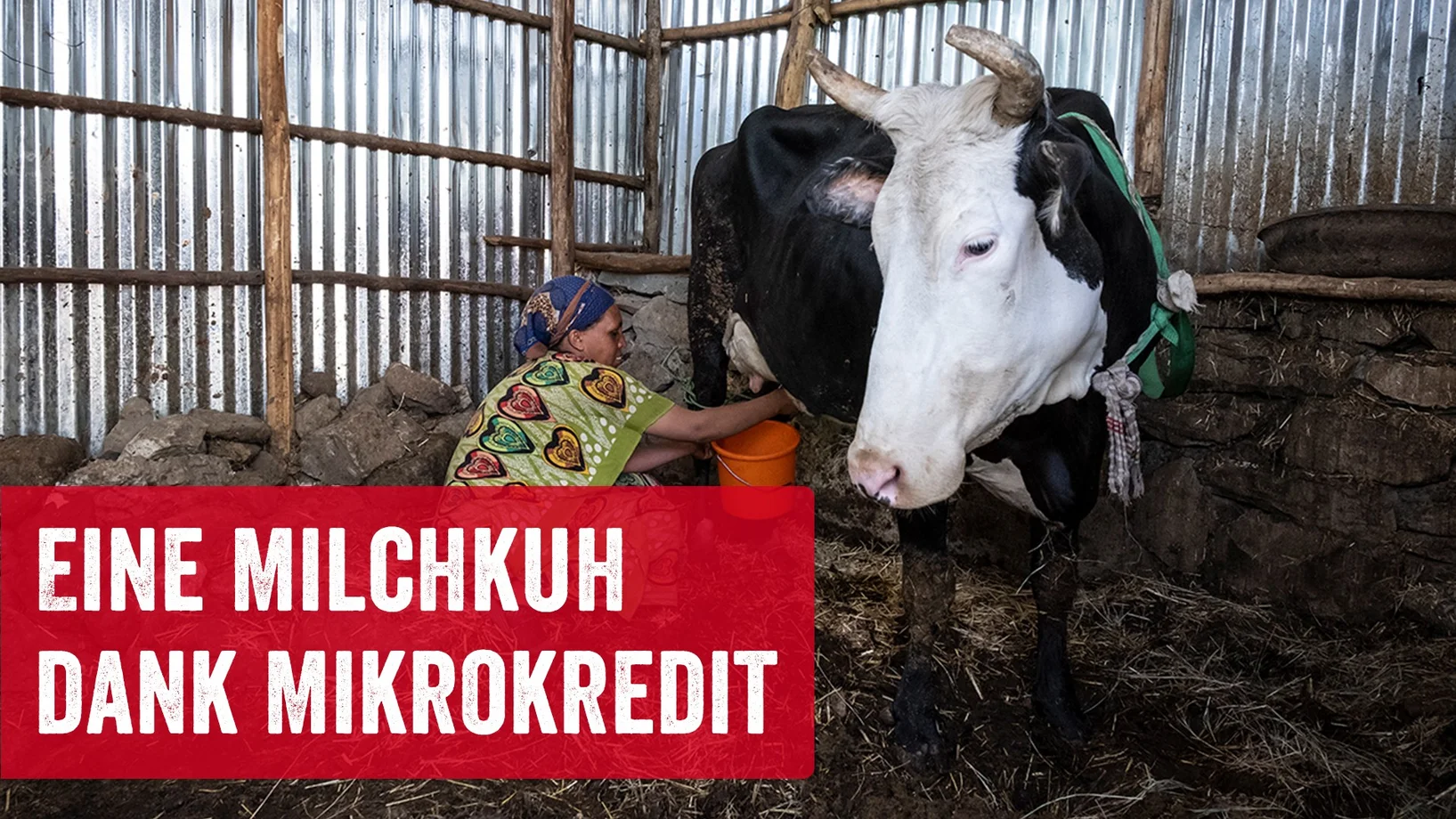 Bäuerin melkt kuh mit Textbox: Eine Milchkuh dank Mikrokredit