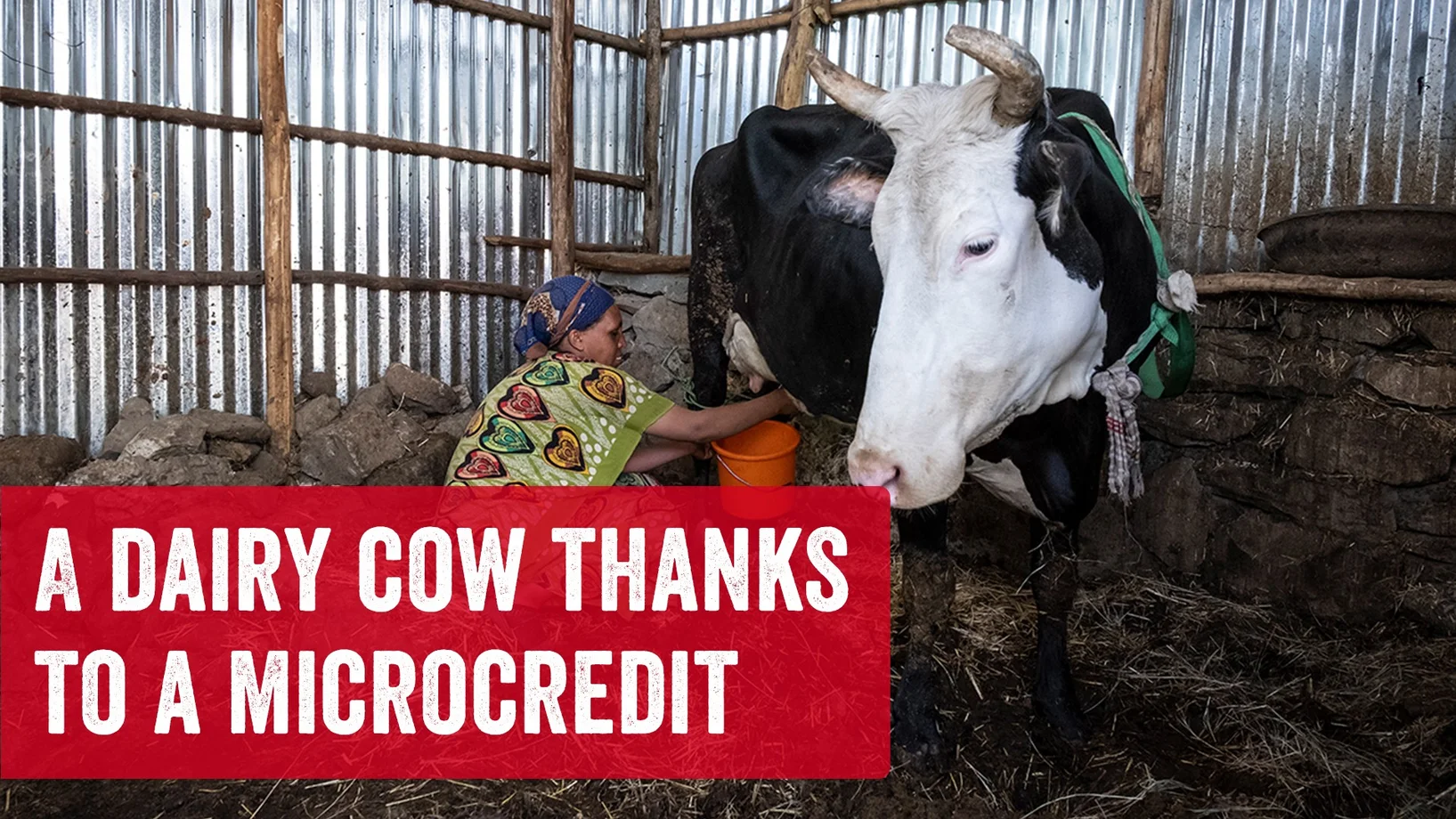 A dairy cow thanks to a microcredit