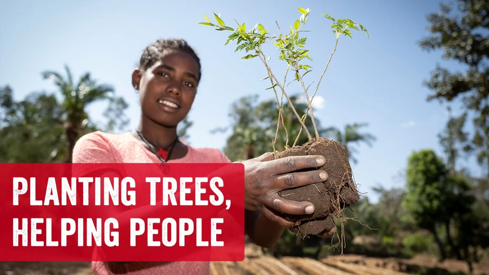 Reforestation in fogera