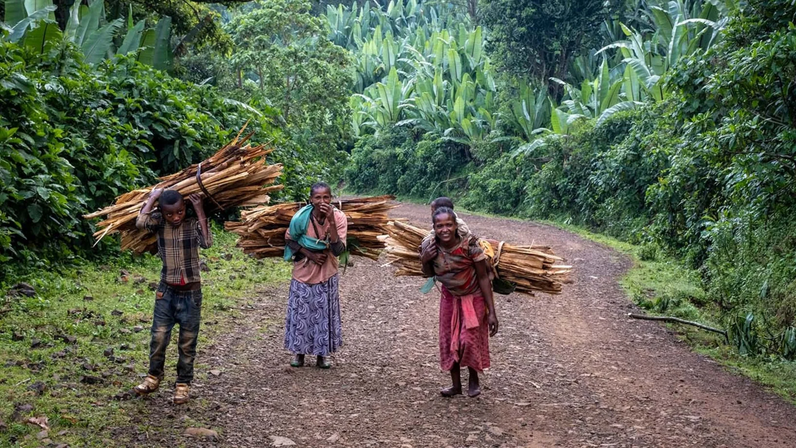 Drei Frauen tragen Holzbündel auf ihrem Rücken