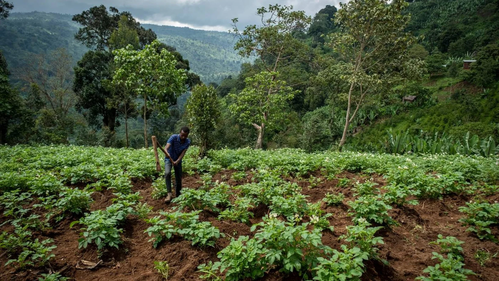 Feld mit Kartoffelpflanzen