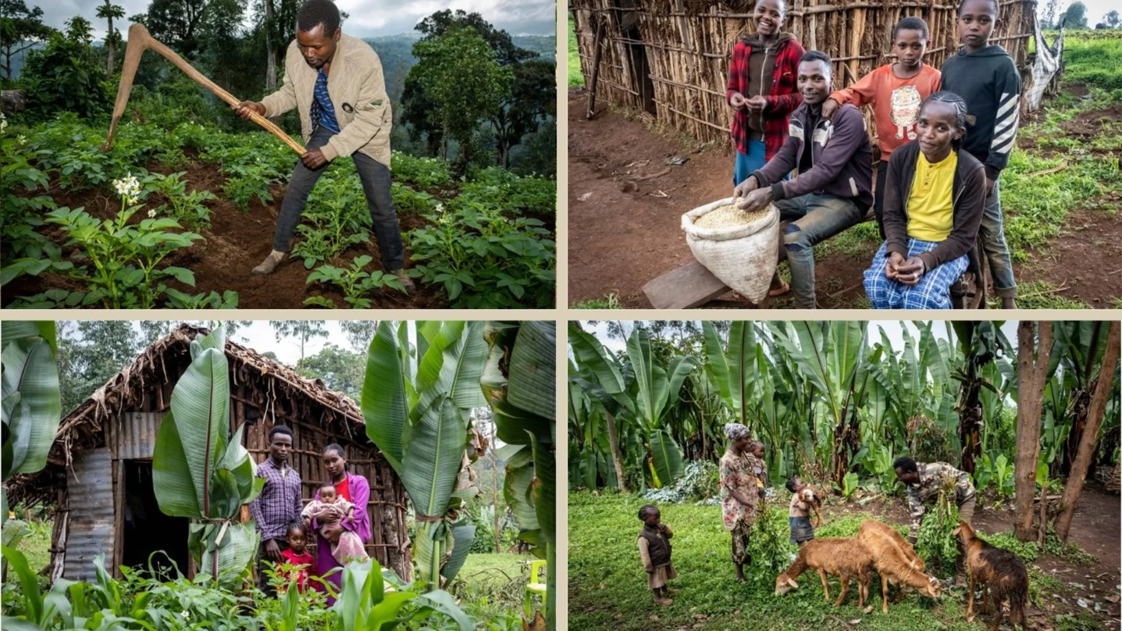 Bildzusammenstellung von vier Bauernfamilien