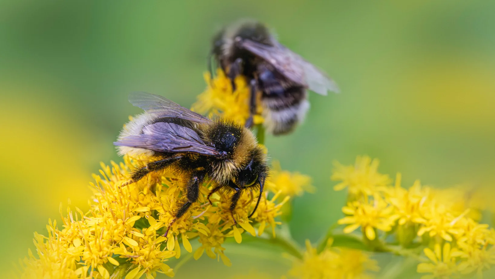 Macro shot of bumblebees gathering pollen on vibrant yellow flowers in a sunny, green outdoor setting.